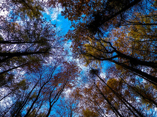 Forest, autumnal trees against blue sky nature background.