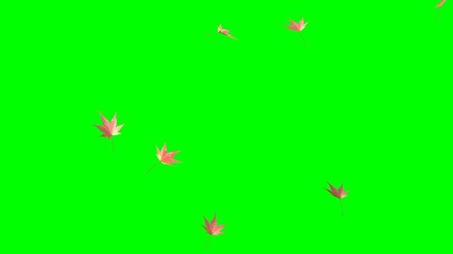 4K Falling Red Maple Leaves Animation on Green Screen. -Teletype