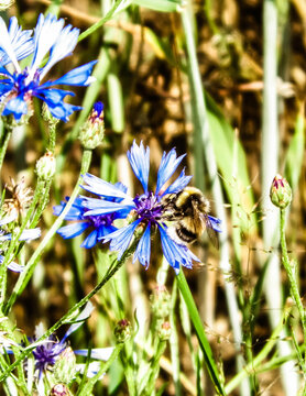 Close up of bumblebee on iris flower.