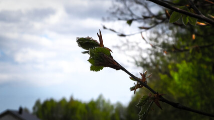 Spring, blooming buds on the tree.