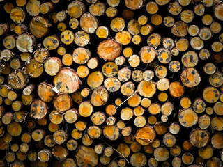 Wood beams as nature background.