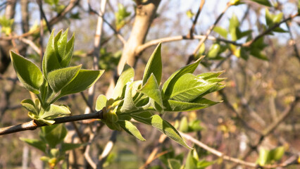 Green leaves growing on branch.