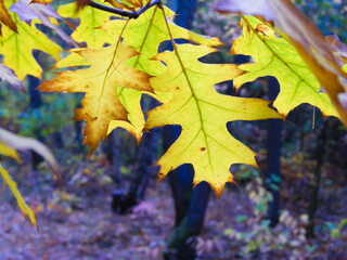 The fall is coming. Autumn leaves as nature background.