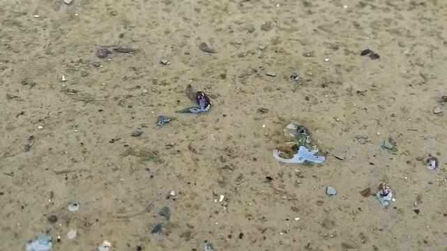 Rain water parasite or Larvae, Developed under rain water.  The larval stage of development in insects underwater movement (slithering). Worm like blood sucker. 