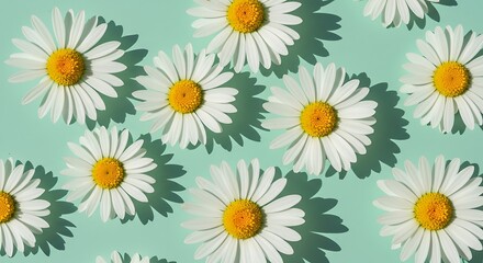 Fototapeta premium Bright Overhead Daisy Blossom Flower Arrangement on Light Green Surface