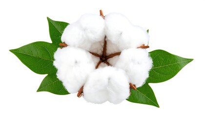Close-up of a cotton boll with leaves