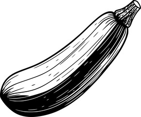 Zucchini Vegetable Outline Vector for Coloring Page