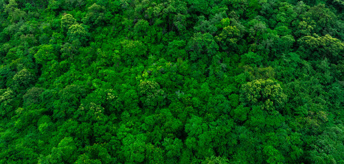 aerial view of dark green forest Abundant natural ecosystems of rainforest. Concept of nature forest preservation and reforestation	