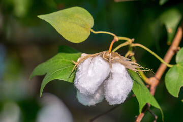 White Cotton flowers, leaves Cotton flowers, among green leaves and soft blurred style for background, selective focus point.Cotton flower on the Cotton tree plant in Thailand. 