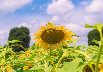 深谷市長在家　ひまわり畑ー18