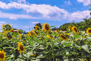 深谷市長在家　ひまわり畑ー7