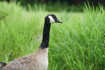 Obraz premium Canada Goose at Muttontown Preserve