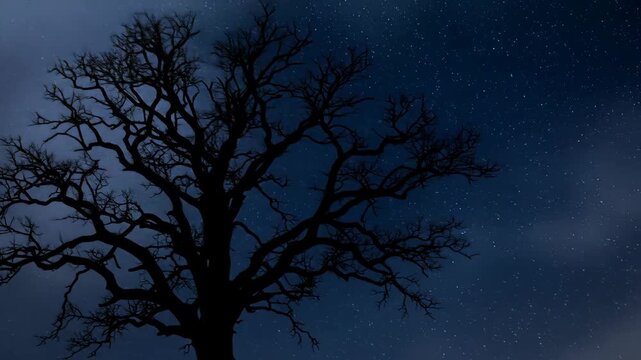 Silhouette of a leafless tree against a night sky full of stars.