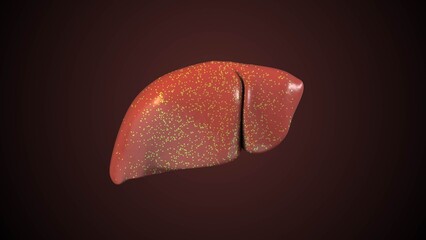  Digestive Bile Formed by Liver Cells