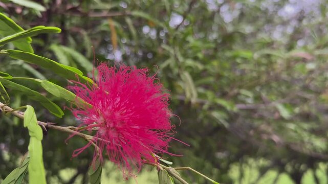 closeup of flower called "powder puff" its created by the numerous stamens, which are the male reproductive parts of the flower. also known as Calliandra plant