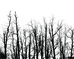Silhouette of bare trees with branches isolated on white. Black and white vector illustration

