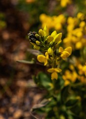 Close Up Of Lush Yellow Flowers