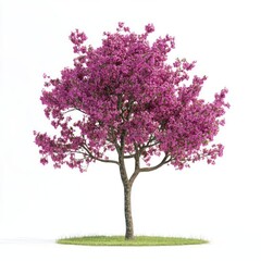 Naklejka premium Real blooming redbud tree outdoors isolated flowers.