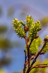 Ladybug On Lush Summer Foliage