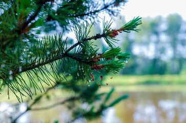 Pine needles with water droplets after rain – macro close-up. A detailed macro shot of green pine needles with fresh water droplets clinging to their tips, the needles and the delicate clarity 