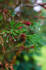 Pine needles with water droplets after rain – macro close-up. A detailed macro shot of green pine needles with fresh water droplets clinging to their tips, the needles and the delicate clarity 