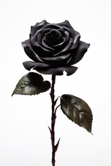 Black rose flower mysterious elegance.