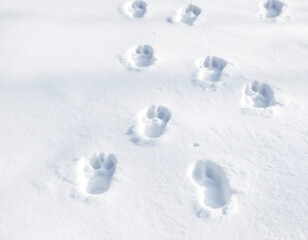 Wildlife Tracking Animal Footprints in Snow Background