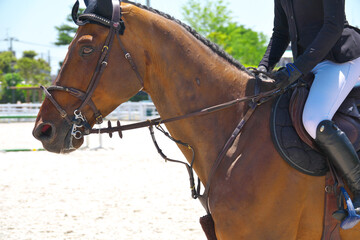 馬術競技に出場中の馬