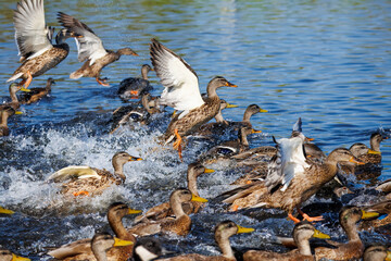 A vibrant, dynamic scene of numerous mallard ducks taking flight and splashing in sun-dappled water, creating a flurry of activity and movement. The ducks are captured mid-action, with water droplets
