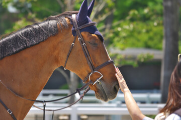 馬術競技のイベントで観客の人間と触れ合う馬