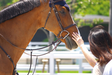 馬術競技のイベントで観客の人間と触れ合う馬