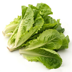 Fototapeta premium Fresh bunch of green lettuce leaves with crisp, ruffled edges.