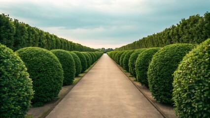 A symmetrical garden path lined with manicured trees leads to a tranquil and serene escape into natures beauty