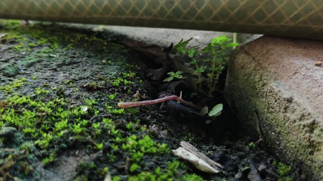 A scene of an earthworm crawling into moist soil covered with moss, surrounded by small plants, and located under a cylindrical water hose. 