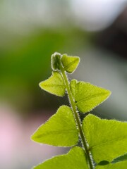 Bright green fern leaves are in focus, with a slightly hairy texture on their surface