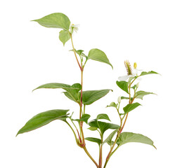 Fish mint, Fish leaf with flower isolated on white background, with clipping path  