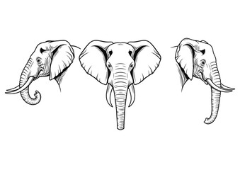Elephant in Various Poses Set. Front, Side, and Three-Quarter Angle Collection