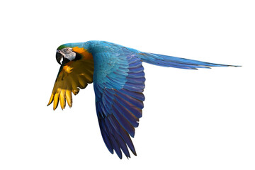 Colorful flying Blue and Gold Macaw parrot isolated on transparent background png file