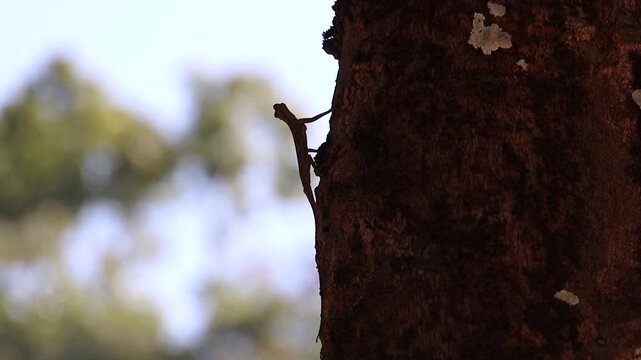 Spotted flying dragon (Draco maculatus) perched motionless on tree bark