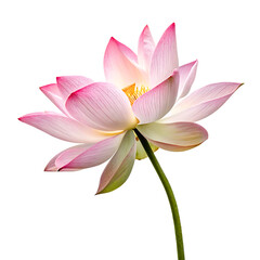 Single beautiful blooming pink lotus flower isolated on a transparent background png