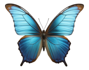 Vibrant Blue Morpho Butterfly with Transparent Background