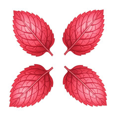 Set of four vibrant red leaves close up view with visible veins isolated on white background
