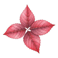 Set of four vibrant red leaves close up view with visible veins isolated on white background