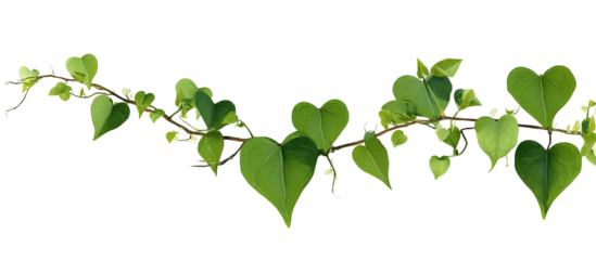 Green vine with heart-shaped leaves
