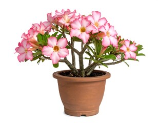 Pink flowers in terracotta pot