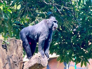 An adult black monkey walking on a tree trunk, opening its mouth and making unique sounds at Surabaya Zoo, Indonesia.