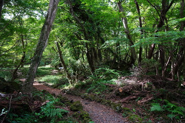 delightful pathway in autumn forest
