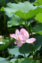蓮の花