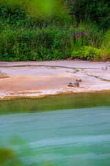 Serene freshwater landscape featuring vibrant green plant life and tranquil waters. Quiet natural setting with abundant vegetation along the water's edge