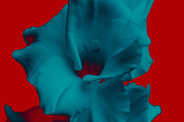 Blue Gladiolus Flowers on Bright Red Background, Close-Up Abstract Floral Composition